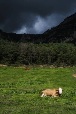 Dağ inekleri özgürce otluyor, organik ve etik hayvan bakımının doğal bir sahnesi. Yüksek kaliteli süt ürünleri ve manzaralı sürdürülebilir tarım görselleri için mükemmel.