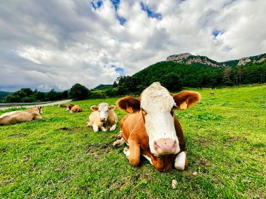 Yeşil otlaktaki ineklerin sakin bir sahnesi, dağ zeminiyle birlikte, kaliteli süt ürünleri için açık havada otlamanın önemini vurguluyor.