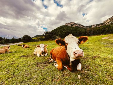 Uzaktaki görkemli dağlarla dolu yeşil bir çayırda otlayan inekler, birinci sınıf süt ve sığır eti üretmek için ideal koşulları temsil ediyor.
