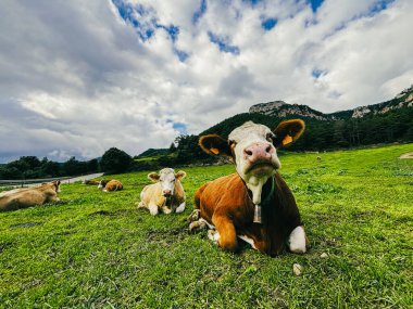 Dağlarla çevrili yemyeşil bir çayırda, çiftlik hayvanları yönetimi ve çiftçilikteki yüksek bakım standartlarını yansıtan huzurlu bir inek ortamı.