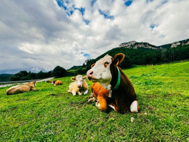 Dağlık bir arazide canlı yeşil bir çayırda inekler, iyi korunmuş hayvanlar ve kaliteli gıda üretimi arasındaki ilişkiyi gösteriyor.