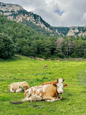 Sağlıklı bir çayırda otlayan ineklerin manzarası. Dağlar, sürdürülebilir ve organik çiftçiliğin faydalarını gösteren bir zemin oluşturuyor.