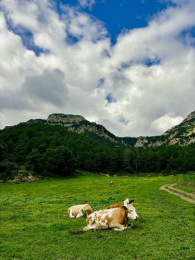Sağlıklı bir çayırda otlayan ineklerin manzarası. Dağlar, sürdürülebilir ve organik çiftçiliğin faydalarını gösteren bir zemin oluşturuyor.