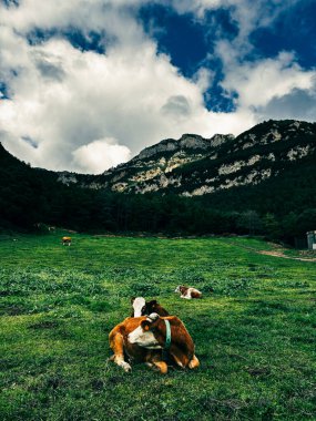 Dağlık bir arazide canlı yeşil bir çayırda inekler, iyi korunmuş hayvanlar ve kaliteli gıda üretimi arasındaki ilişkiyi gösteriyor.