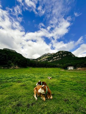 Uzaktaki görkemli dağlarla dolu yeşil bir çayırda otlayan inekler, birinci sınıf süt ve sığır eti üretmek için ideal koşulları temsil ediyor.