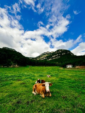 Yeşil otlaktaki ineklerin sakin bir sahnesi, dağ zeminiyle birlikte, kaliteli süt ürünleri için açık havada otlamanın önemini vurguluyor.