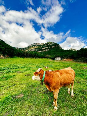 Dağlarla çevrili verimli bir arazide otlayan sağlıklı ve iyi bakılan inekler, doğa ile yüksek kaliteli hayvan ürünleri arasındaki bağlantıyı gösteriyor.