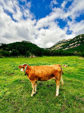 Dağlı yeşil otlaklarda bir inek sürüsünün bulunduğu sakin bir manzara, hayvan refahının ve kaliteli çiftçiliğin önemini vurguluyor.