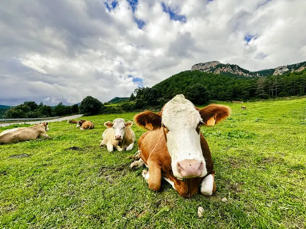 Yeşil otlaktaki ineklerin sakin bir sahnesi, dağ zeminiyle birlikte, kaliteli süt ürünleri için açık havada otlamanın önemini vurguluyor.