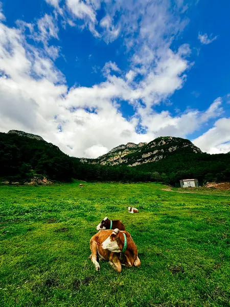 Uzaktaki görkemli dağlarla dolu yeşil bir çayırda otlayan inekler, birinci sınıf süt ve sığır eti üretmek için ideal koşulları temsil ediyor.