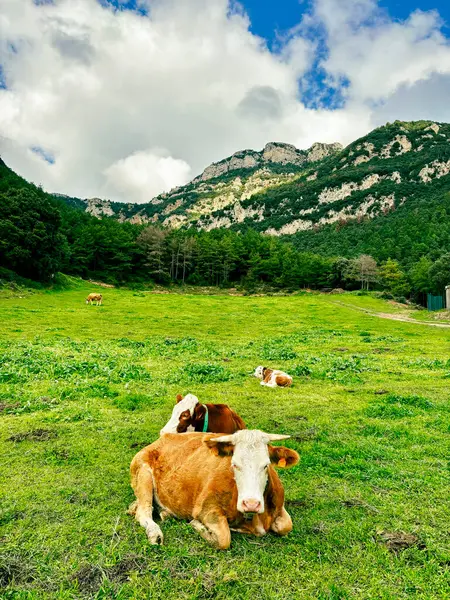Dağlarla çevrili yemyeşil bir çayırda, çiftlik hayvanları yönetimi ve çiftçilikteki yüksek bakım standartlarını yansıtan huzurlu bir inek ortamı.