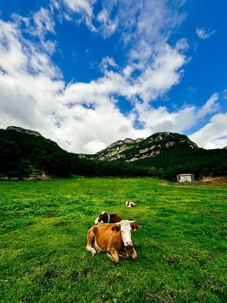Yeşil otlaktaki ineklerin sakin bir sahnesi, dağ zeminiyle birlikte, kaliteli süt ürünleri için açık havada otlamanın önemini vurguluyor.