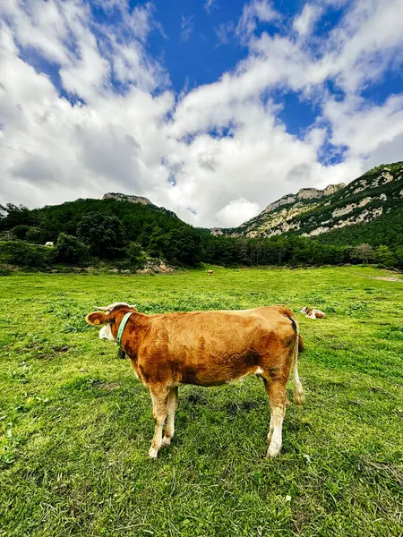 Dağlı yeşil otlaklarda bir inek sürüsünün bulunduğu sakin bir manzara, hayvan refahının ve kaliteli çiftçiliğin önemini vurguluyor.