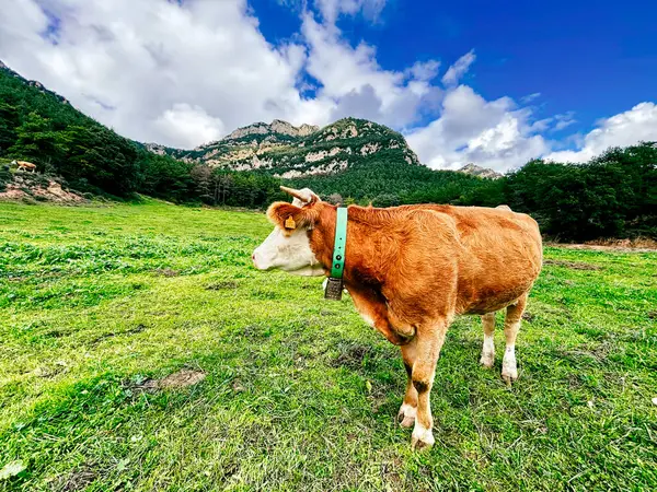 Manzaralı dağlarla çevrili yeşil çayır özgürlüğünün tadını çıkaran inek, birinci sınıf süt ve sığır ürünleri için bakımlı çiftlik hayvanlarını temsil ediyor.