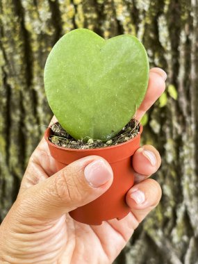 Ev dekorasyonu için sürdürülebilir iç bahçecilik ve estetik botanik düzenlemelerini sembolize eden ikonik kalp şeklinde yaprakları olan bir Hoya Kerrii bitkisine ev sahipliği yapan el yapımı plastik bir kap..