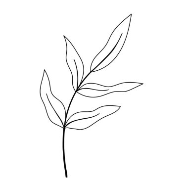 Botanik vektör çizim el çekilmiş.