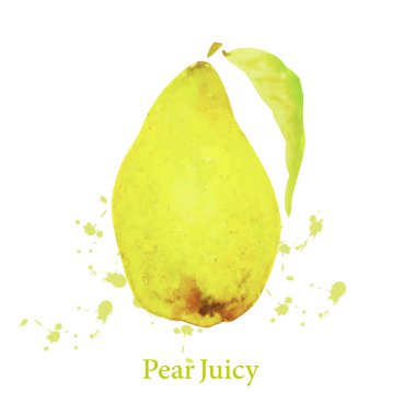 Sulu armut meyvesi eşkali. Botanik suluboya el çizimi.