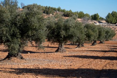 Olive trees in Mediterranean olive grove in Spain