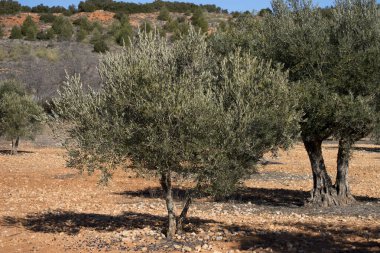 Olive trees in Mediterranean olive grove in Spain