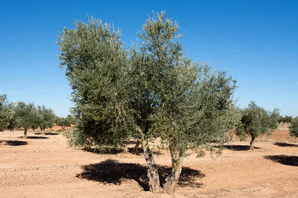 Olive trees in Mediterranean olive grove in Spain