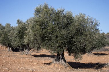 Olive trees in Spanish Mediterranean olive grove, agriculture source of extra virgin olive oil