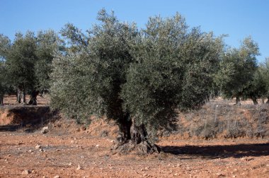 Olive trees in Spanish Mediterranean olive grove, agriculture source of extra virgin olive oil