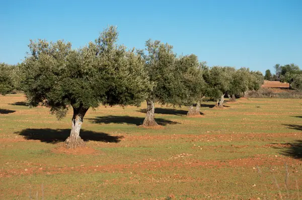 Agricultura Paisaje Rural Línea Olivos Olivar Mediterráneo — Foto de Stock
