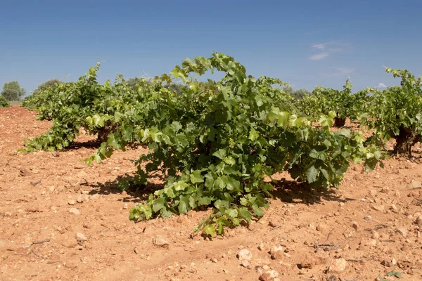 Виноградник Белый Виноград Средиземноморском Винограднике — стоковое фото