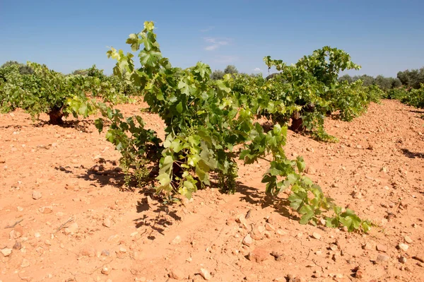White Grape Vine Spanish Mediterranean Vineyard — Stock Photo, Image