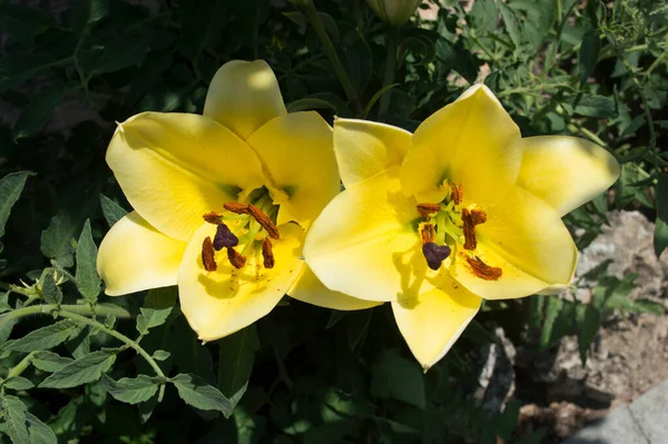 Yellow Manissa Garden Flowers Summer — Stock Photo, Image