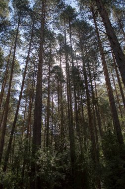 Tragacete, Cuenca 'daki PNSC-S06 güzergahının ormanlı dağ manzarası