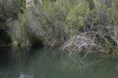 Havuz, Cuervo Nehri 'nin banyo alanı Vega del Codorno, Cuenca.
