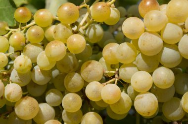 Üzüm bağında olgunlaşan bir demet beyaz üzüm