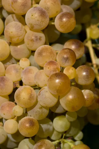 在葡萄园里成熟的一丛白葡萄 — 图库照片