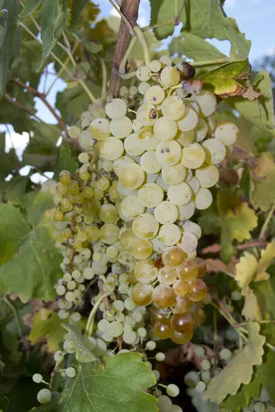 Bando Uvas Brancas Amadurecer Vinha — Fotografia de Stock