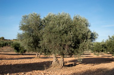 Asırlık zeytin ağaçları olan İspanyol zeytinliği, ekstra bakire zeytinyağı kaynağı.