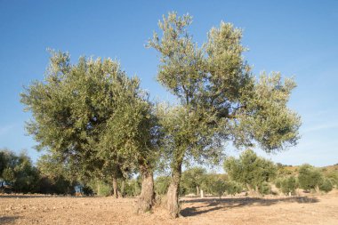Asırlık zeytin ağaçları olan İspanyol zeytinliği, ekstra bakire zeytinyağı kaynağı.