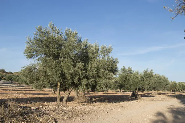 Oliveraie Espagnole Aux Oliviers Centenaires Source Huile Olive Extra Vierge — Photo