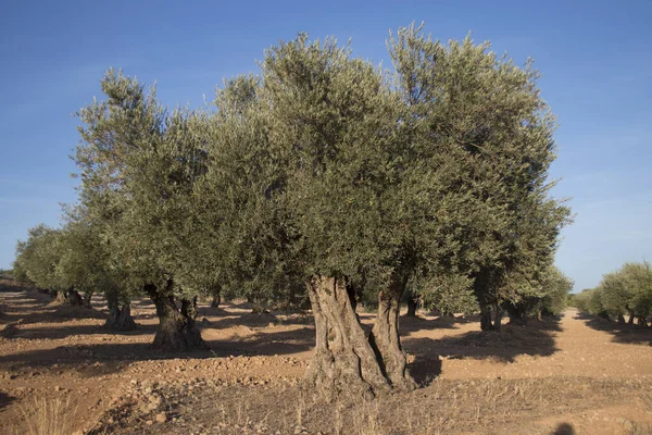 Spansk Olivodling Med Flera Hundra Gamla Olivträd Källa Till Extra Stockfoto