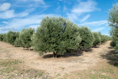 Olivo con aceitunas madurando