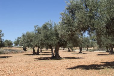 İspanya 'da Akdeniz zeytinliği Zeytinyağı Kaynağı