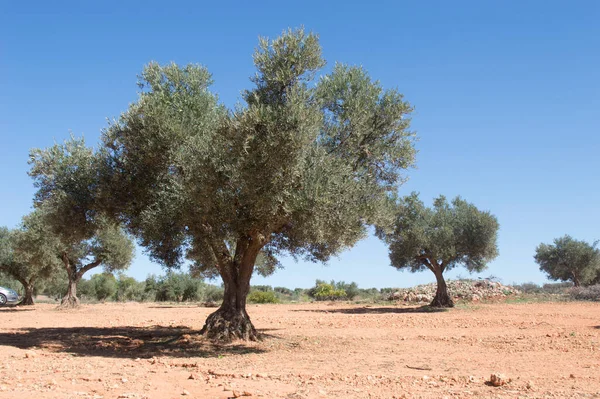 Medelhavets Olivodling Spanien Källa Till Olivolja Royaltyfria Stockfoton