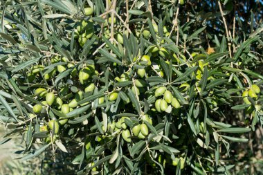 Aceitunas picual en el olivar