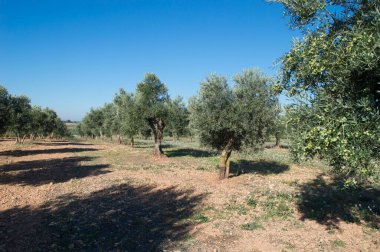Olivos en olivar mediterraneo