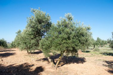 Olivos en olivar mediterraneo
