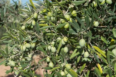 Aceitunas picual en el olivo