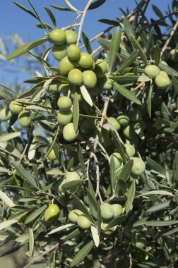 Aceitunas picual en el olivo