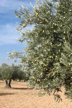 Aceitunas picual en el olivo