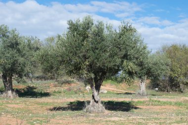İspanyol zeytinliğinde zeytin ağaçları kışın olgunlaşır.