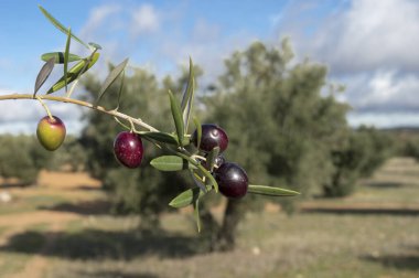 Aceitunas picual maduras fuente de aceite de oliva virgen extra